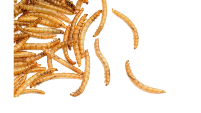 Dried-Mealworms-from-ISEMIPET-18