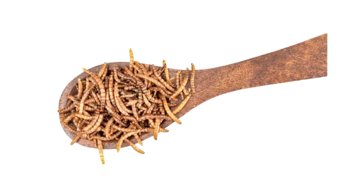 Dried Mealworms from ISEMIPET 8
