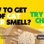 how to get rid of cat litter smell? A short guide for pet supply businesses from ISEMIPET
