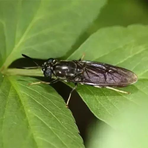 Adult Black Soldier Fly on Leaf  Natural Insect Protein Source for Animal Feed Made by Poworms Brand from Isemipet