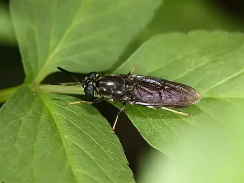 Adult Black Soldier Fly on Leaf  Natural Insect Protein Source for Animal Feed Made by Poworms Brand from Isemipet