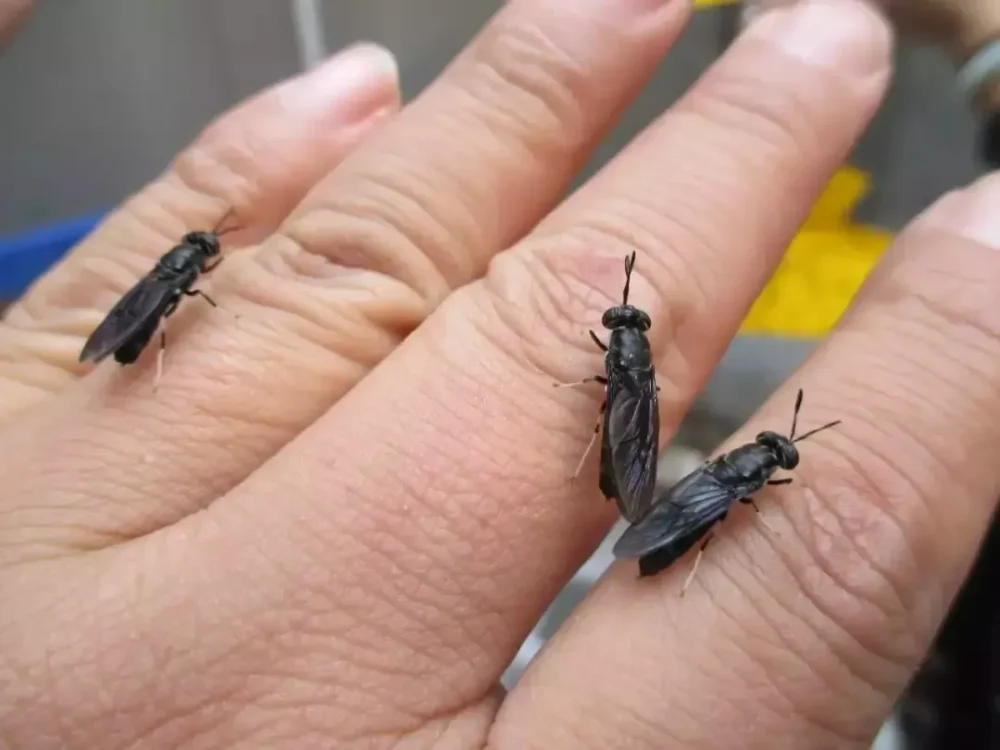 Black Soldier Fly Adults on Human Hand  Demonstrating Size and Gentle Nature Made by Poworms Brand from Isemipet