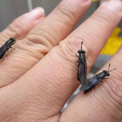 Black Soldier Fly Adults on Human Hand  Demonstrating Size and Gentle Nature Made by Poworms Brand from Isemipet
