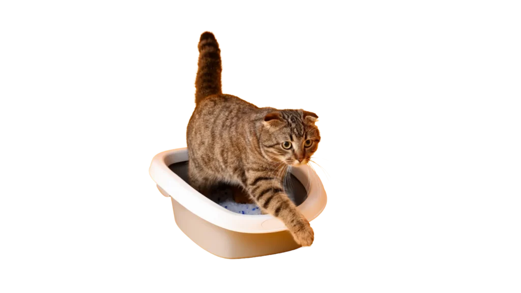 Cat Using Litter Box Filled with Silica Gel Cat Litter by Isemipet