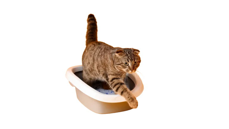 Cat on cat litter box which animal served by ISEMIPET