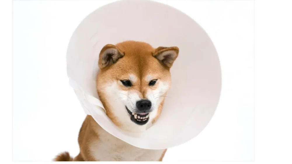 Elizabethan Collar Pet Clone by Isemipet 63