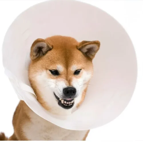 Elizabethan Collar Pet Clone by Isemipet 63