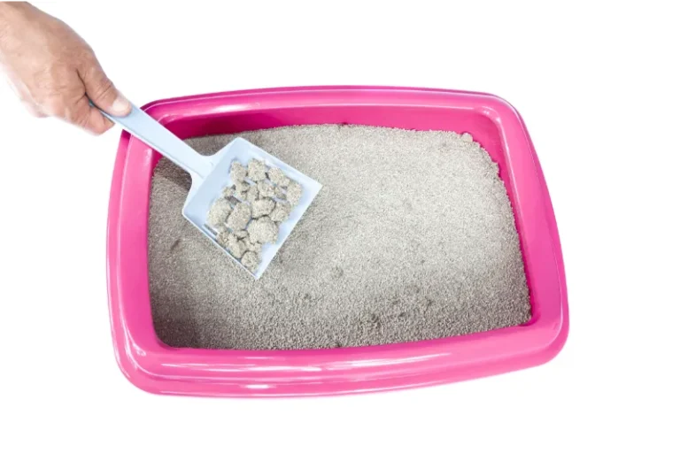 clay litter, Pink litter box with clumped bentonite cat litter and white scoop from ISEMIPET