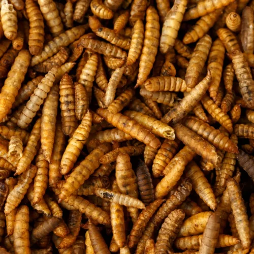 Close up of Microwave Dried Black Soldier Fly Larvae  Rich in Protein and Calcium Made by Poworms Brand from Isemipet