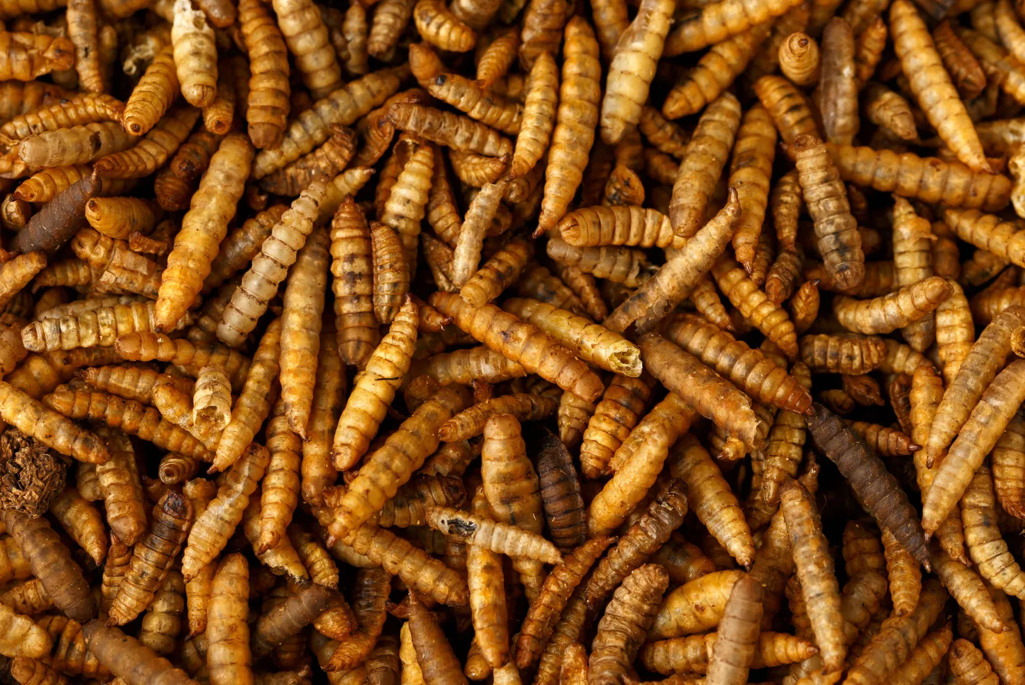 Close-Up of Microwave Dried Black Soldier Fly Larvae – Rich in Protein and Calcium, made by PoWorms brand from ISEMIPET