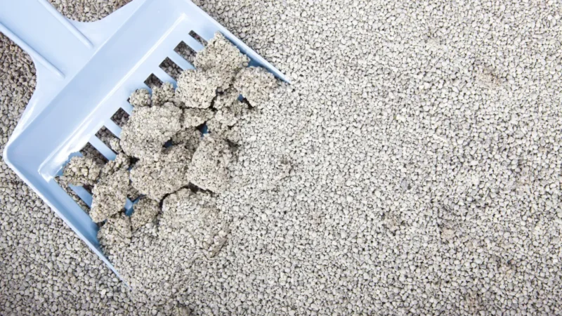 natural and fast clumping bentonite cat litter from ISEMIPET